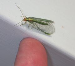 Nineta pallida