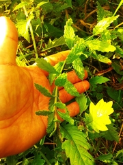 Teucrium scordium