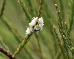 Taxodiomyia