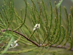 Taxodiomyia