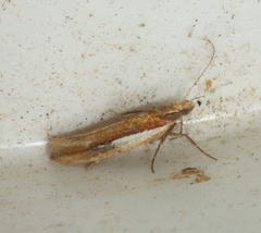 Ypsolopha parenthesella