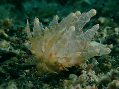 Eubranchus ocellatus