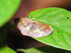 Fascellina meligerys