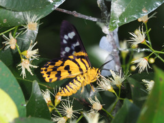 Dysphania subrepleta