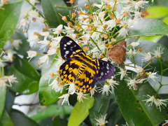 Dysphania subrepleta