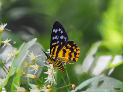 Dysphania subrepleta