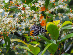 Dysphania glaucescens