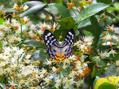 Dysphania glaucescens