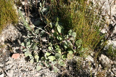 Arctotis rotundifolia