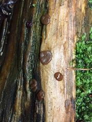 Adelphella babingtonii