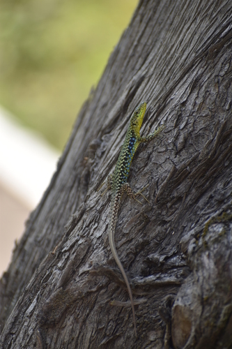 Brauner's Rock Lizard, Сочи, Краснодарский край, Россия, photo 5 of 10