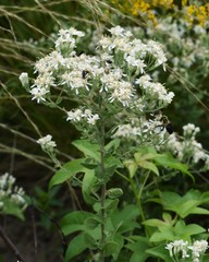 Sericocarpus tortifolius