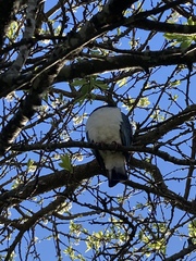 Hemiphaga novaeseelandiae