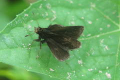 Prosopalpus styla