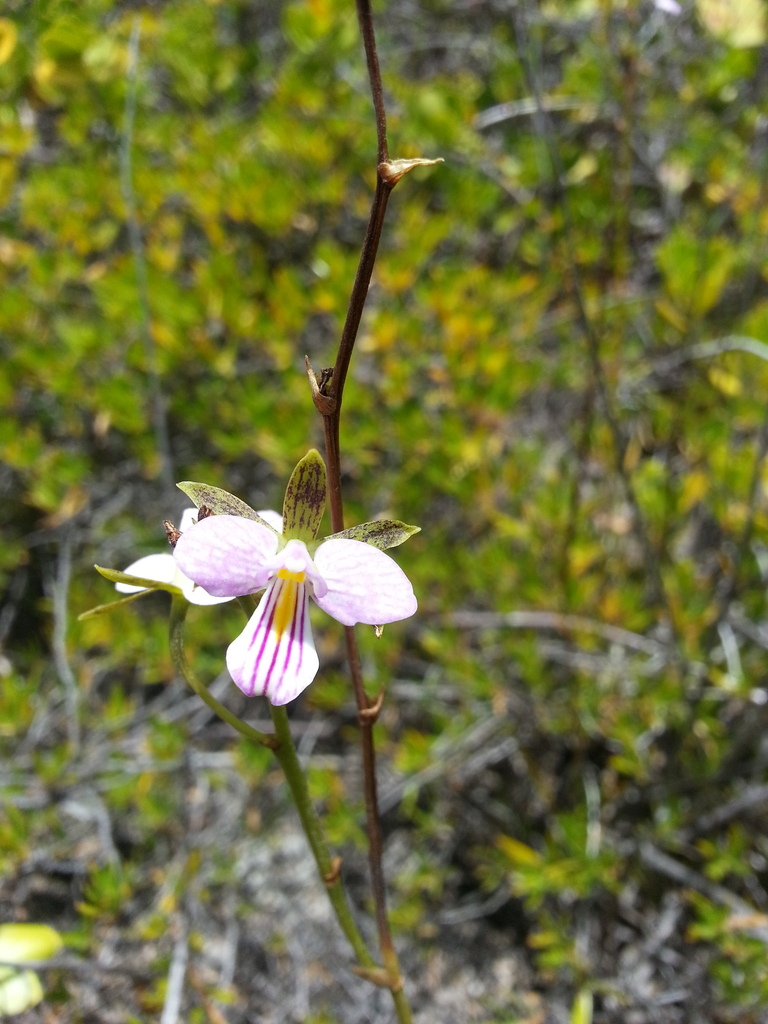 Tetramicra