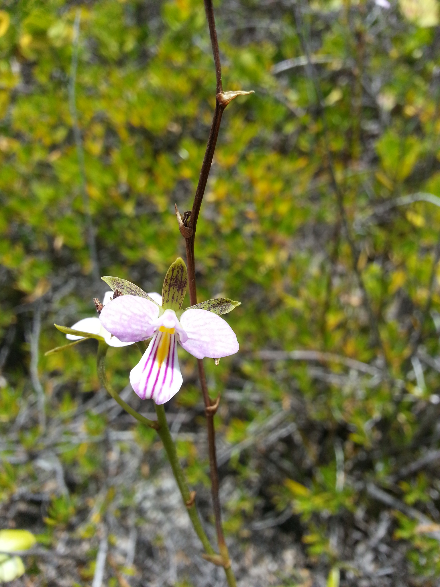 Tetramicra