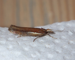 Ypsolopha parenthesella