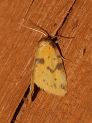 Azenia obtusa