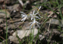 Anthericum