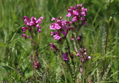 Pedicularis gyroflexa