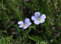 Linum alpinum