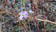 Malcolmia triloba