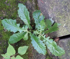 Hippobroma longiflora