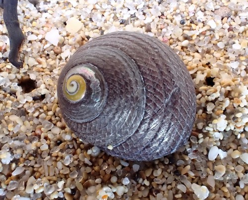 Chlorodiloma adelaidae (R.A.Philippi, 1851)