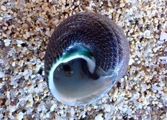 Chlorodiloma adelaidae