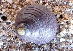 Chlorodiloma adelaidae