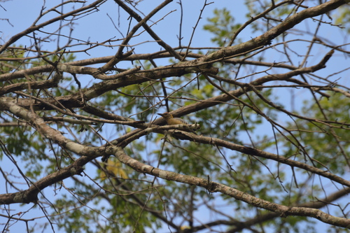 Melanerpes hoffmannii