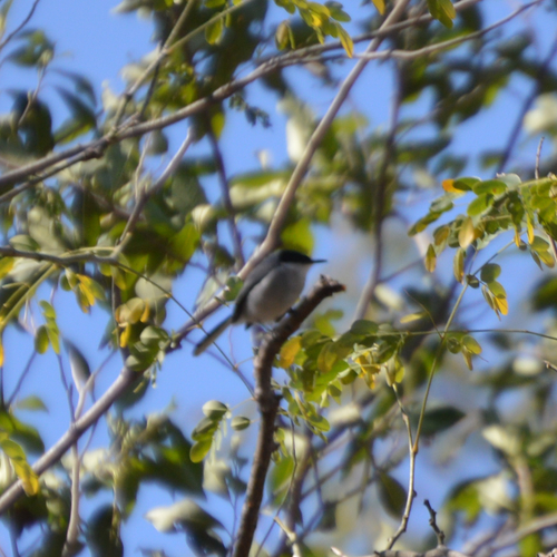 Polioptila albiloris