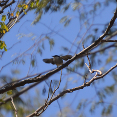 Polioptila albiloris