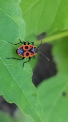 Pyrrhocoris apterus
