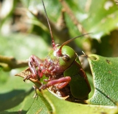 Pycnogaster cucullatus