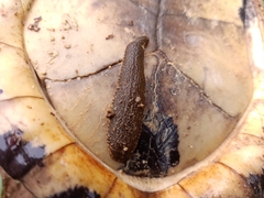 Hirudinaria manillensis