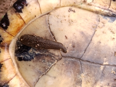 Hirudinaria manillensis