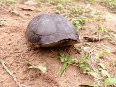 Cuora amboinensis kamaroma