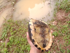 Cuora amboinensis kamaroma