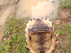 Cuora amboinensis kamaroma