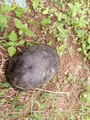 Cuora amboinensis kamaroma