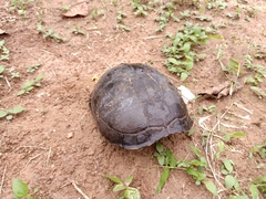 Cuora amboinensis kamaroma