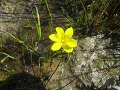 Moraea angulata