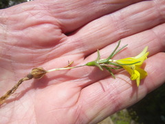 Moraea angulata