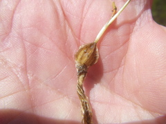 Moraea angulata
