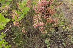 Erica glomiflora