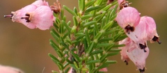 Erica glomiflora