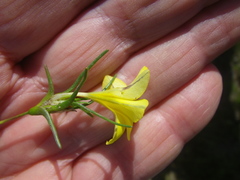 Moraea angulata