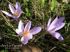 Crocus