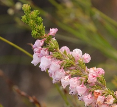 Erica glomiflora